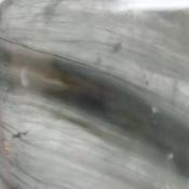 天然アンフィボールクォーツ