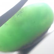天然バイカラークリソプレーズ